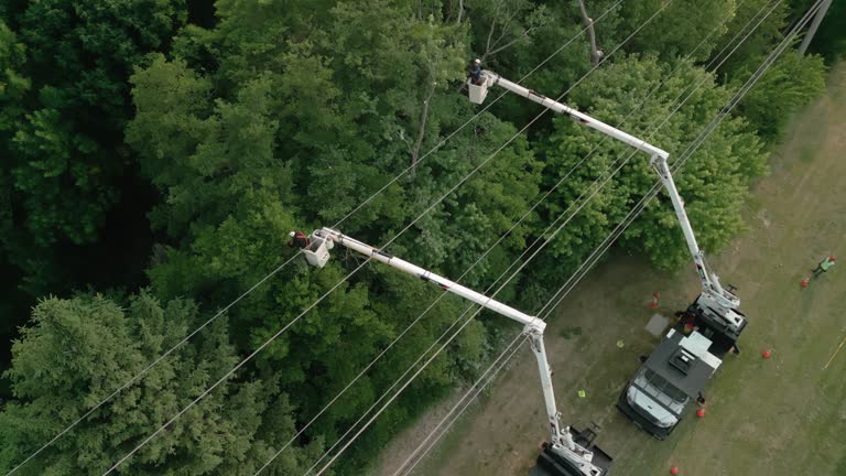 How Our Tree Care Process Works  in Lamont, MI