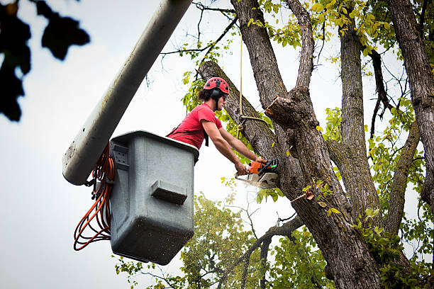 Best Seasonal Cleanup (Spring/Fall)  in Lamont, MI